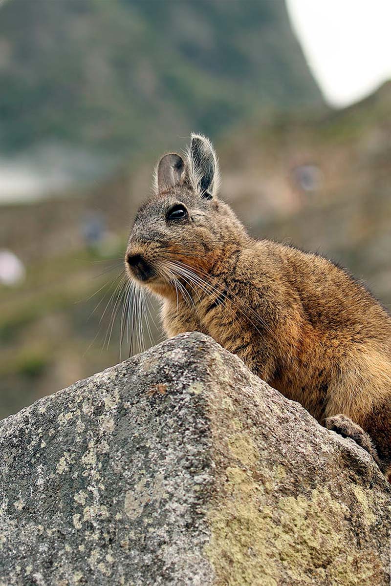 Faune Machu Picchu