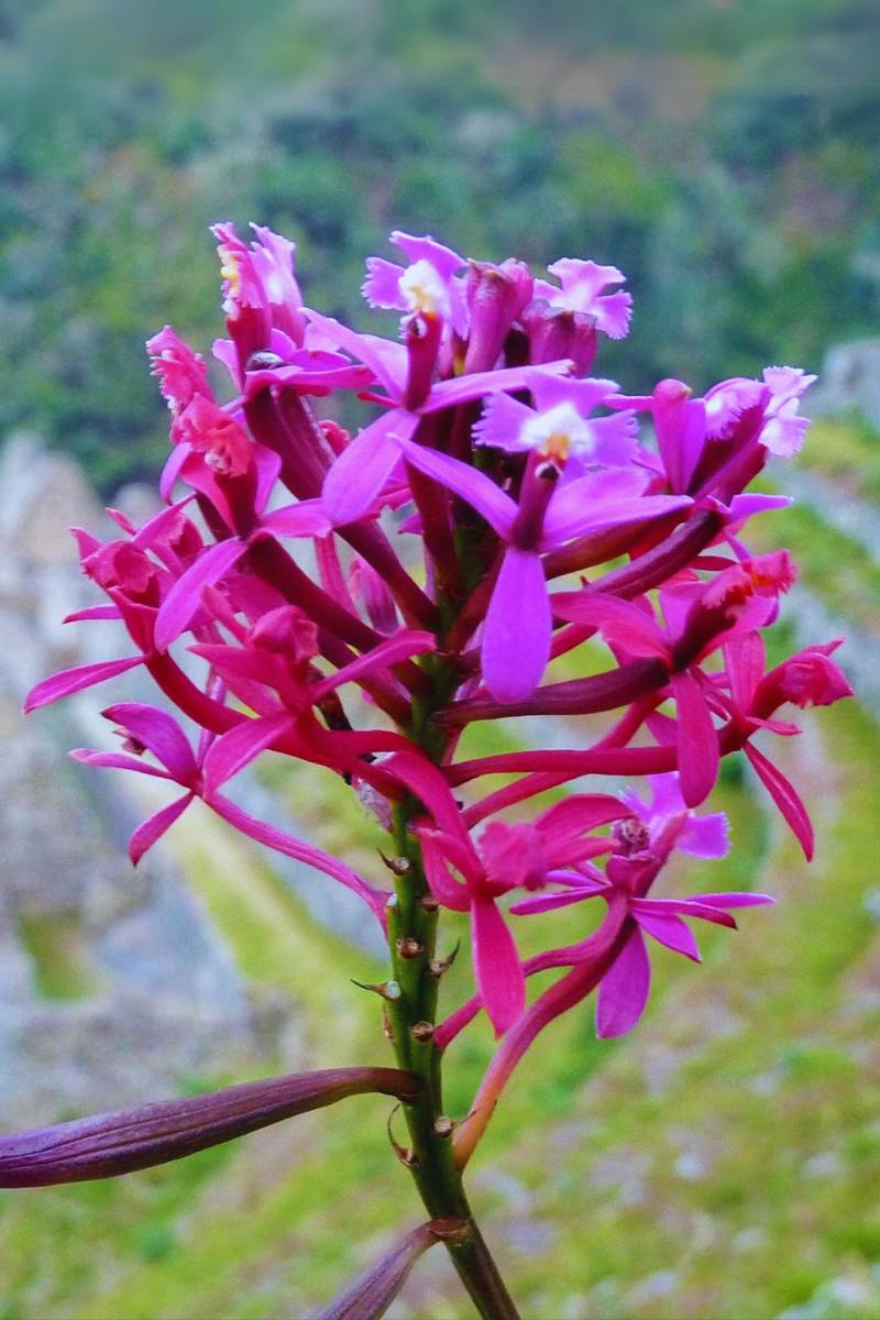 Flore du Machu Picchu