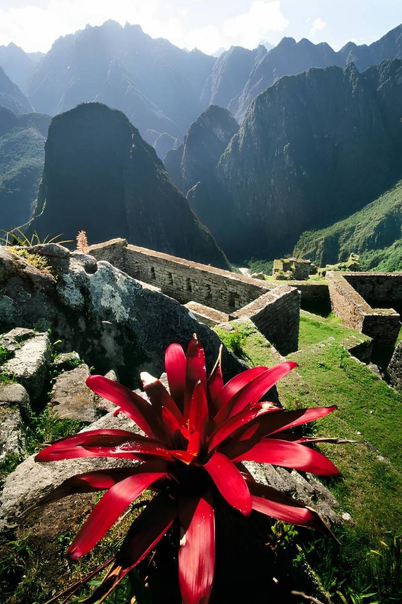 Machu Picchu Flore