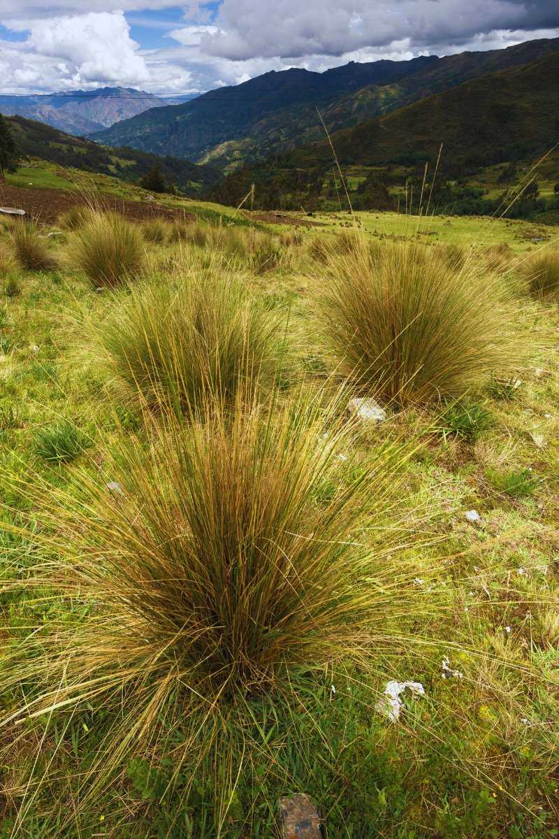 Machu Picchu plantes