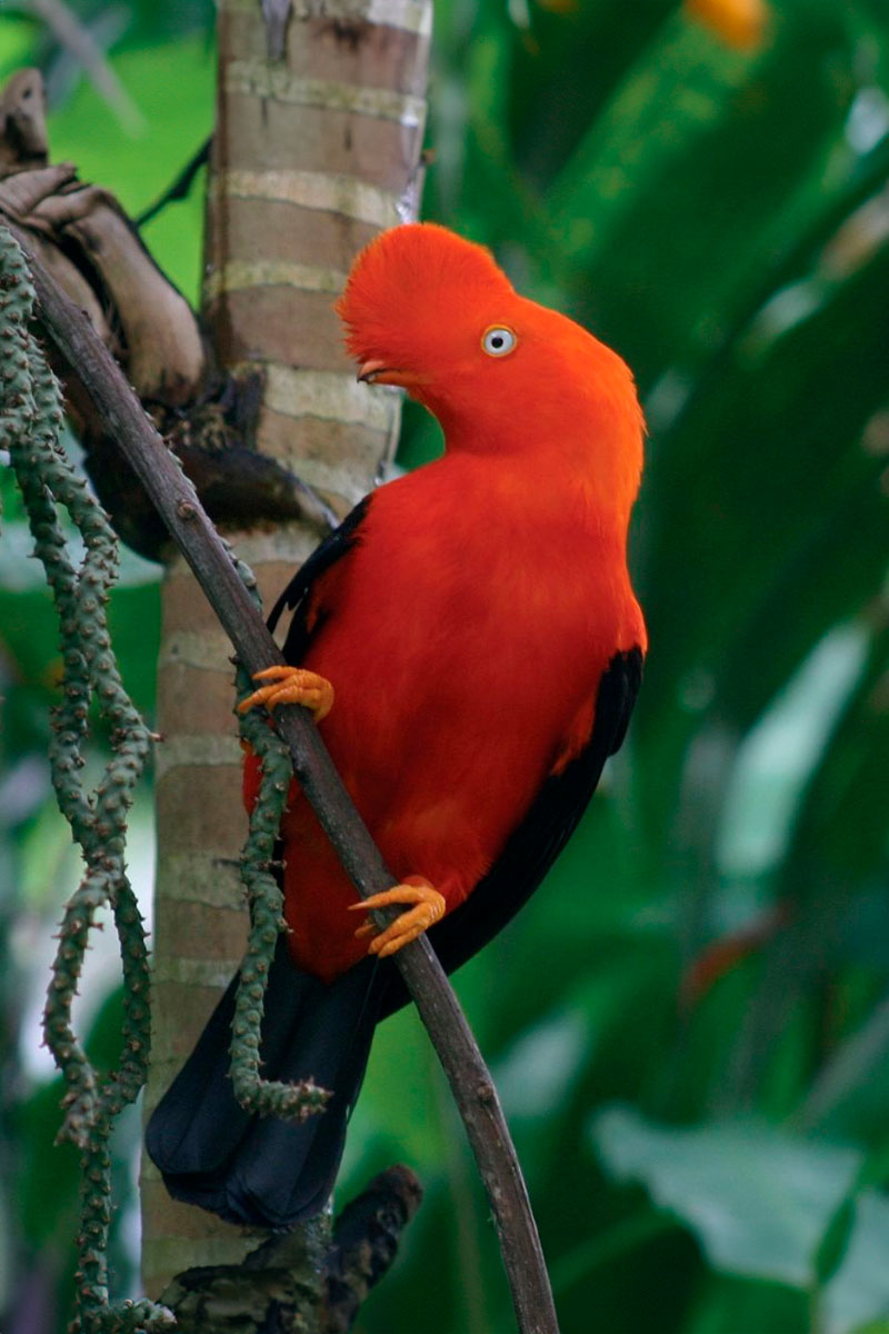 Perou Birds Nearby