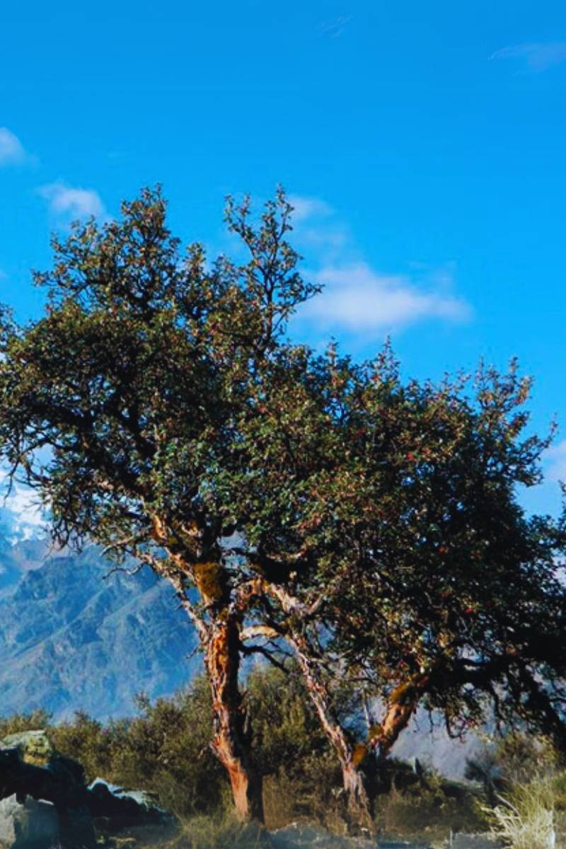 Peru Nature