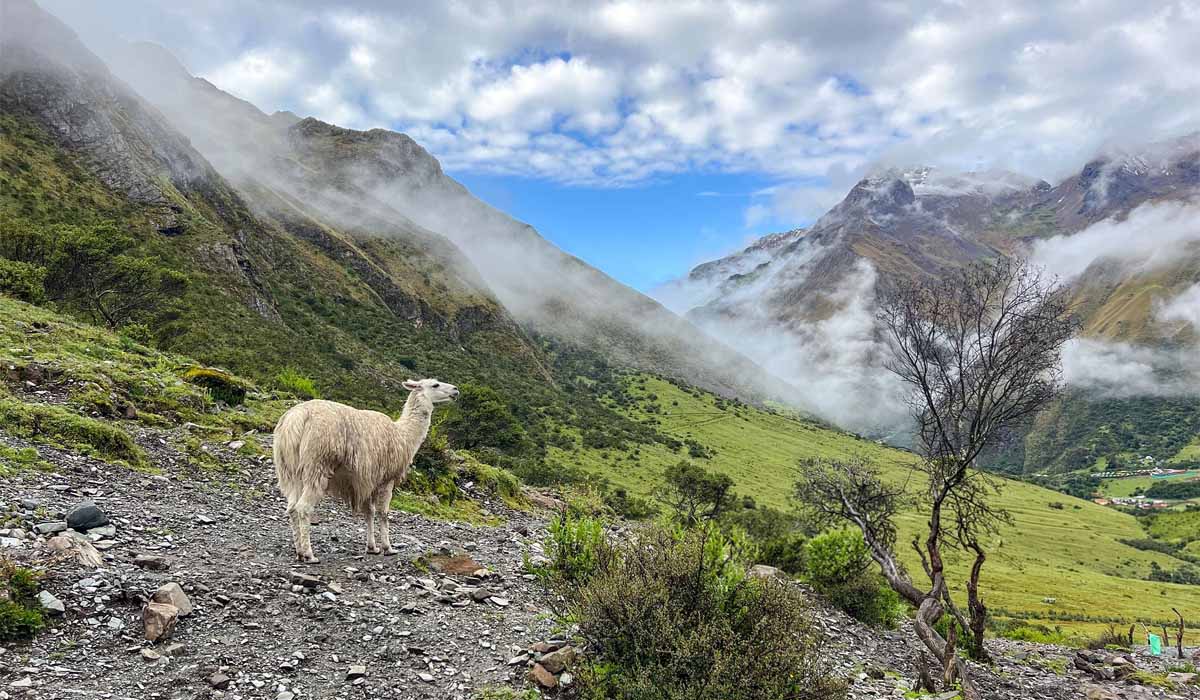 randonnee Salkantay Perou